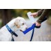 Genius Ideas Dog Drinking Bottle
